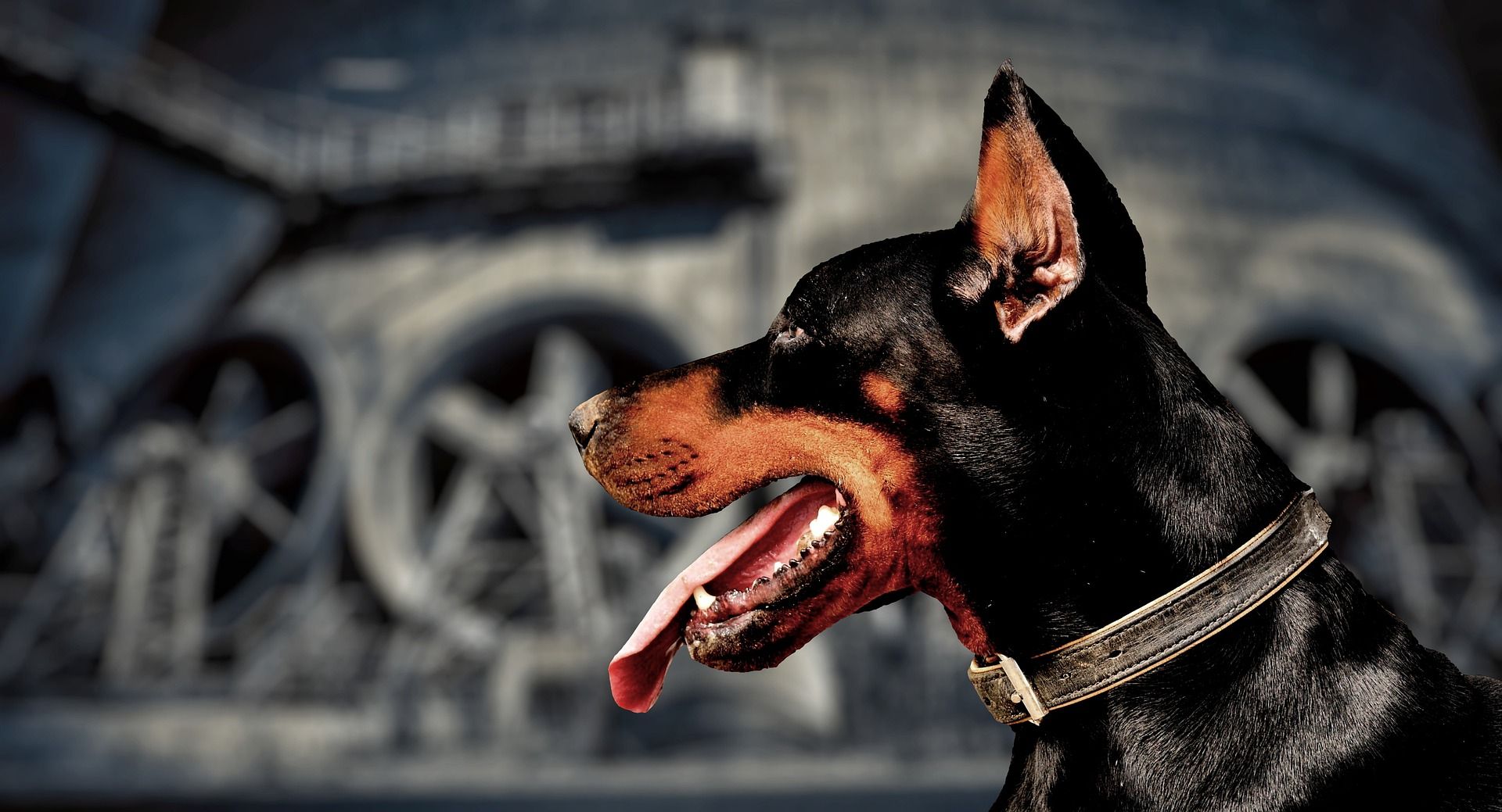 Hund