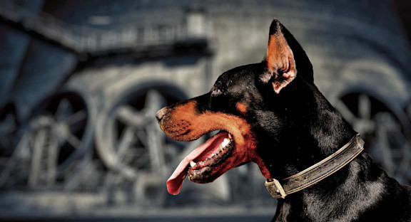 Hund